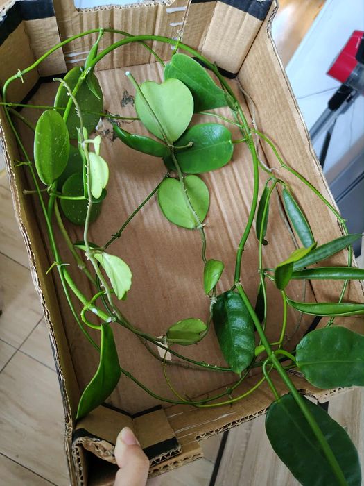 Mix ciętych Hoi i nie tylko