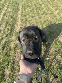 Pies Cane Corso Italiano