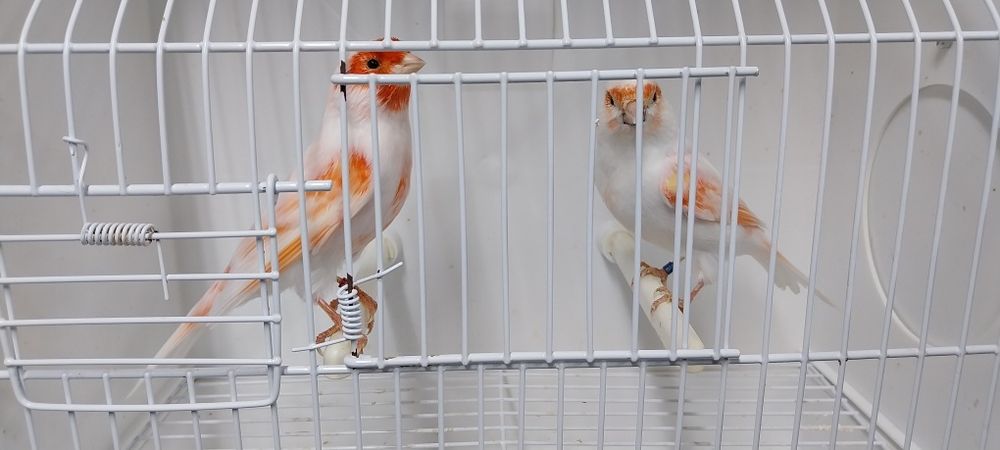 Canários vermelhos mosaico lote