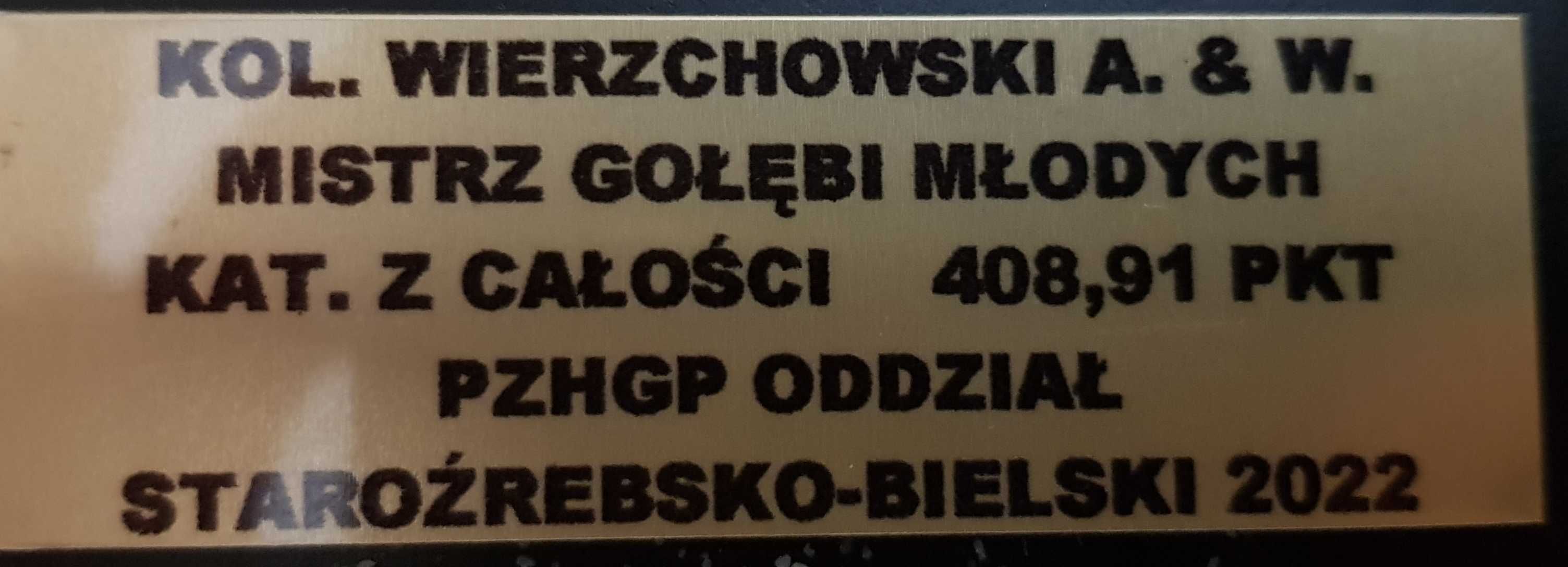 Sprzedam Gołab,Gołębie,Mlody,Młode, Obraczki 2024 Mistrz Polski