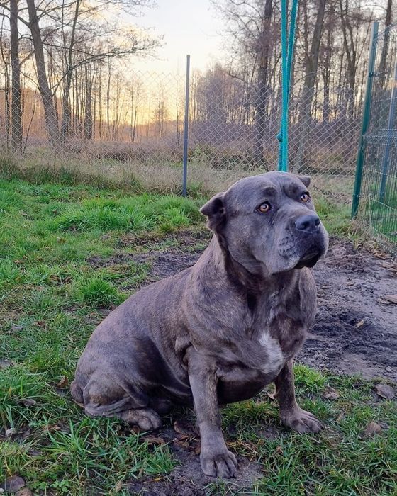 Sprzedam psy stóżujące