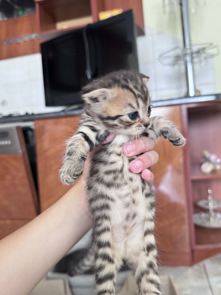 Гарні котики весловушки