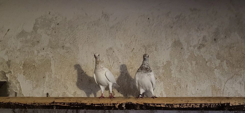 Gołebie ozdobne.    .