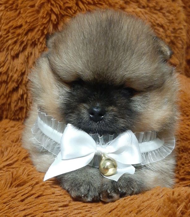 Супер мини мишка!