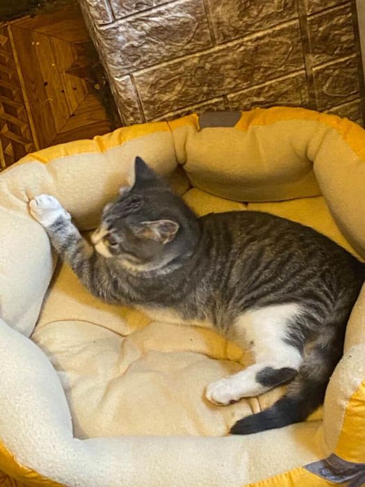 Котенок в хорошие ручки