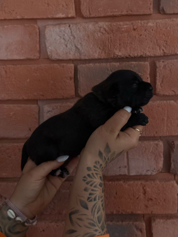 Staffordshire Bull Terrier