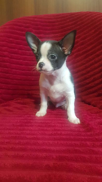 piesek chihuahua