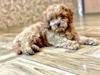 Cavapoo - hybryda