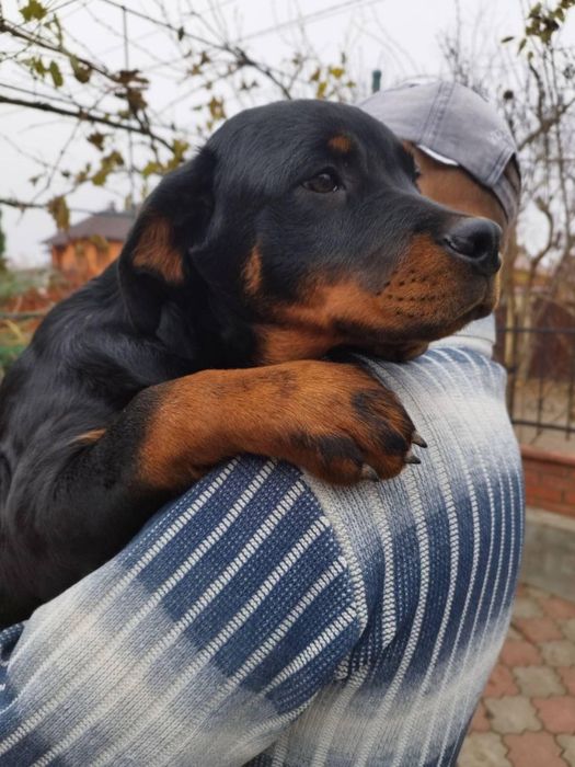 Цуценята Ротвейлера