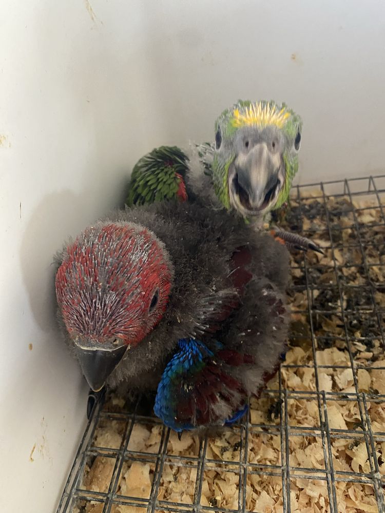 Papagaio eclectus femea