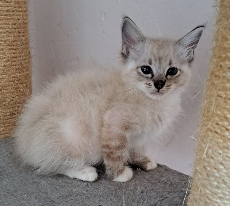 Kocurek rasy Ragdoll