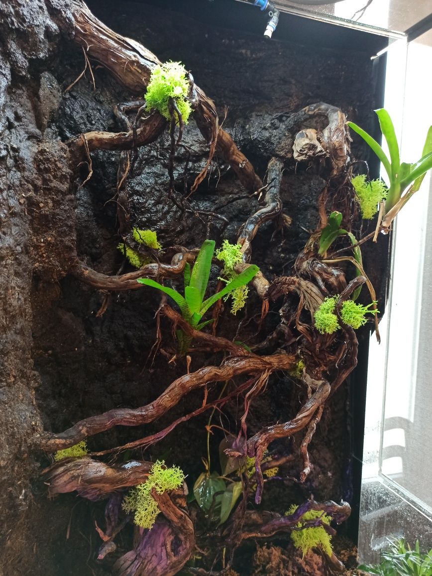 Terrarium dla gekona kameleona jaszczurki