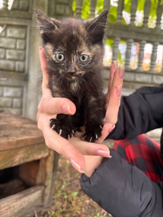 Відаюця у добрі руки терміново потрібен будинок