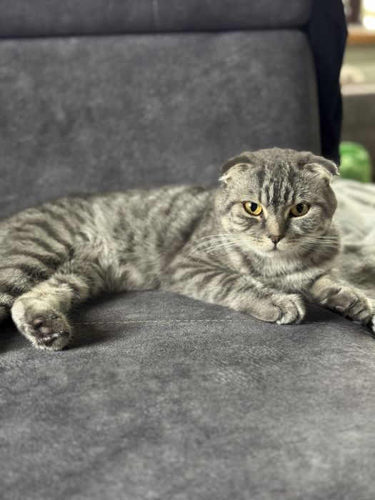 Продам британську дівчинку