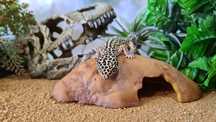 Decoração de Terrario para geckos leopardo