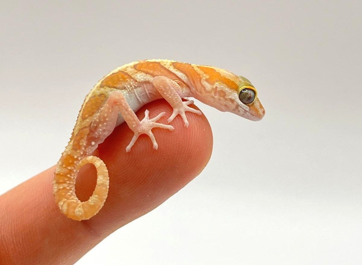 Paroedura picta XANTIC CB2025 samiec gekon madagaskarski terrarium