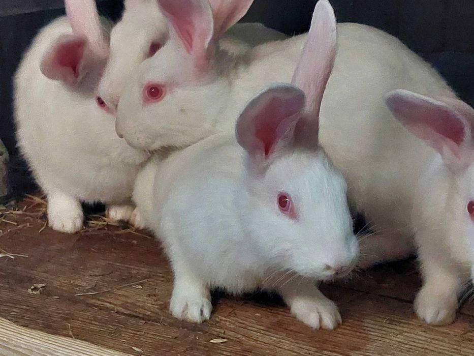 Продам Кроликів породы Термонівські білі