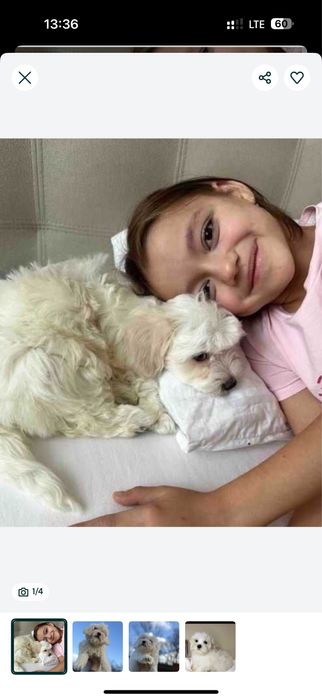 + Вакциновані мальтипу ф1//ф2 д и т и н і,