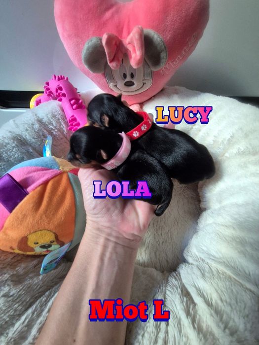 Suczka mini klasyczna Lucy