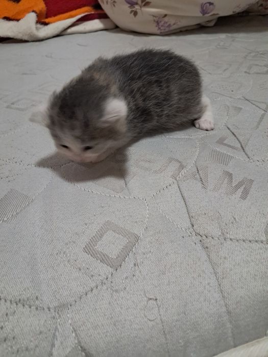 SOS! SOS! SOS!!!  Кошенята в добрі руки!