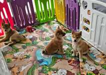 Suczka Shiba Inu, Ojciec FCI