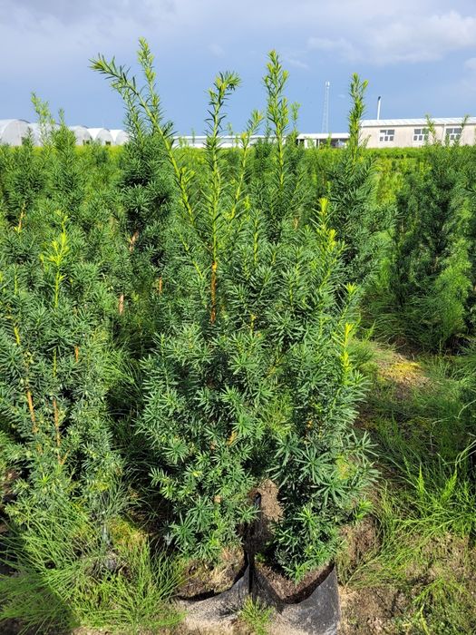 Cis Hicksii 140 cm Fastigiata 100 cm  Robusta Hatfieldi 60 taxus wojte