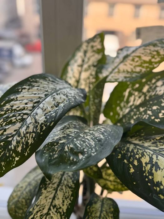 Дифенбахія (Dieffenbachia), диффенбахія кімнатна офісна рослина