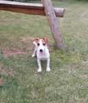 Jack Russell Terrier