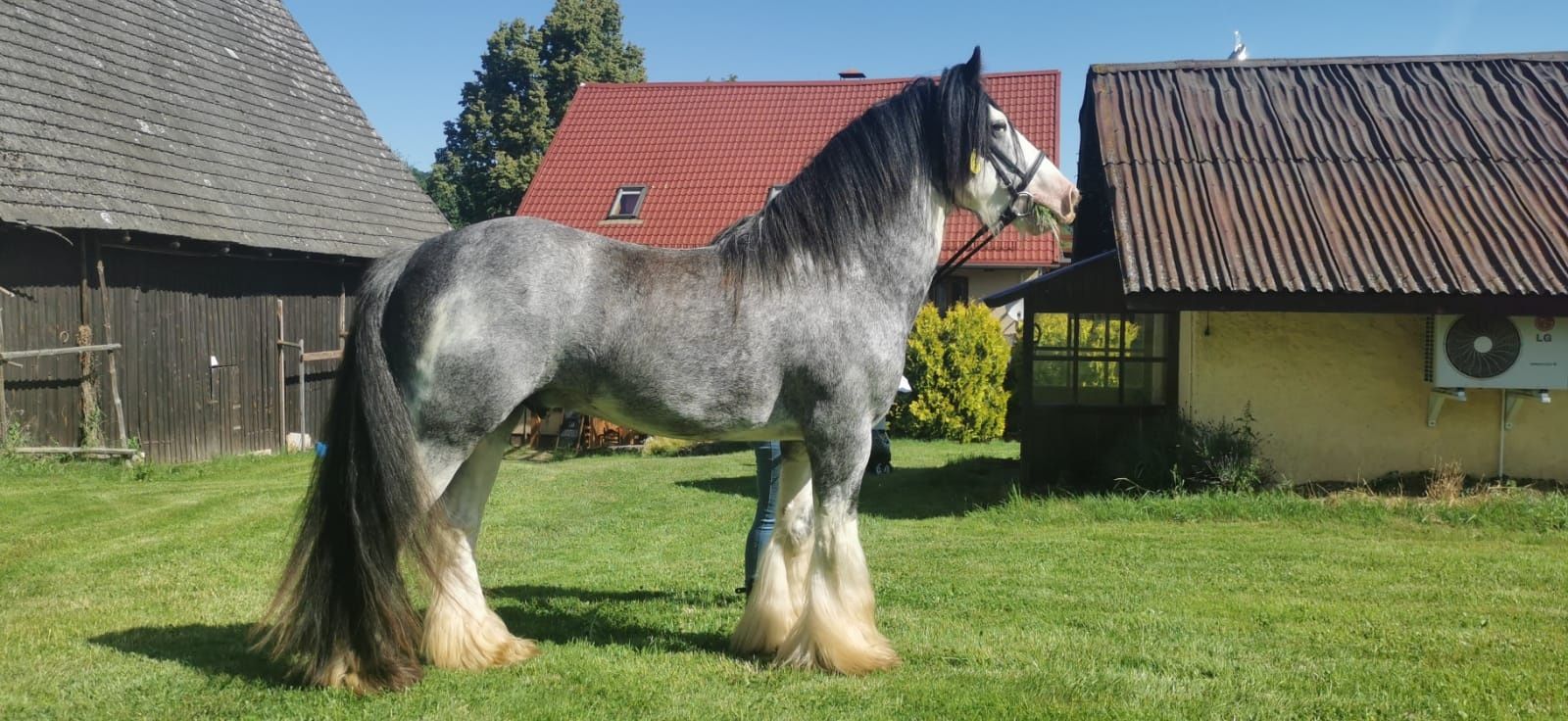 Stanowka ogierem gypsy cob/tinker