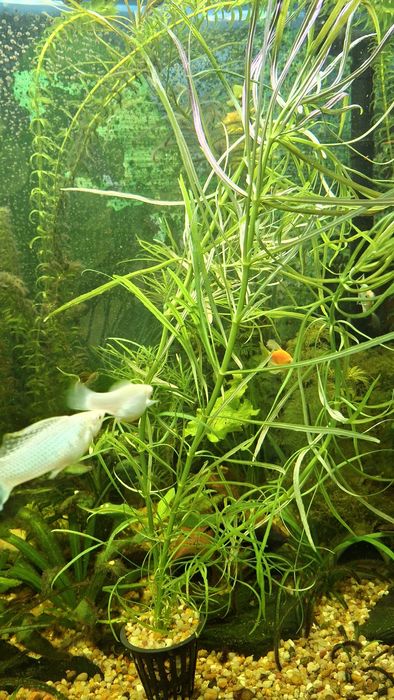 Roślinki lotos moczarka