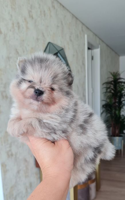 Exuberante Menino Lulu da Pomerânia mini de Qualidade