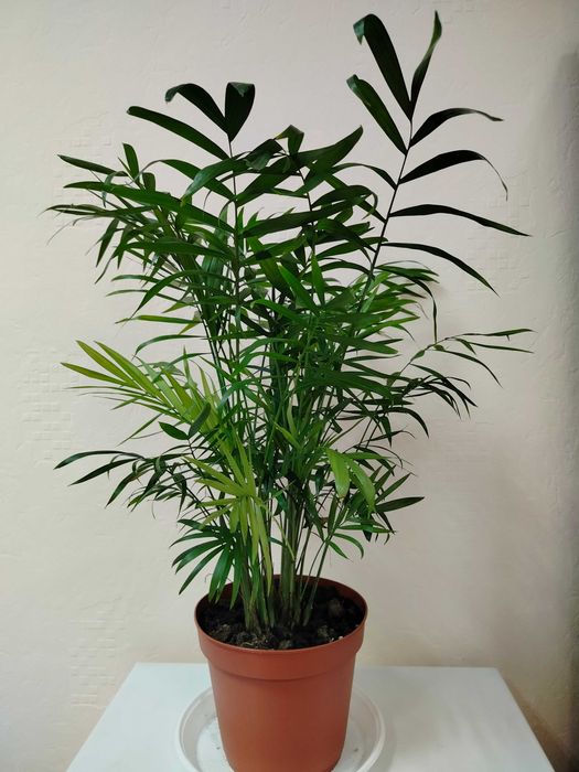 БегонияКлеопатра Рео сциндапсус Сингониум АлоеФилодендронХамедорея