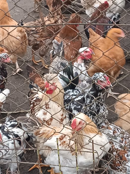 Продаж курей,кури,півні