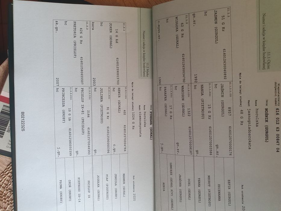 Ogierek huculski, hucuł sprzedam