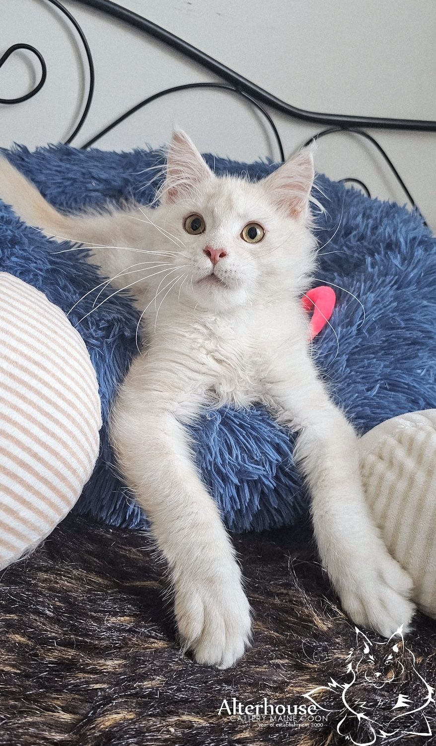 Srebrzysty kremowy kocur Maine Coon rodowód Felis Polonia FPL