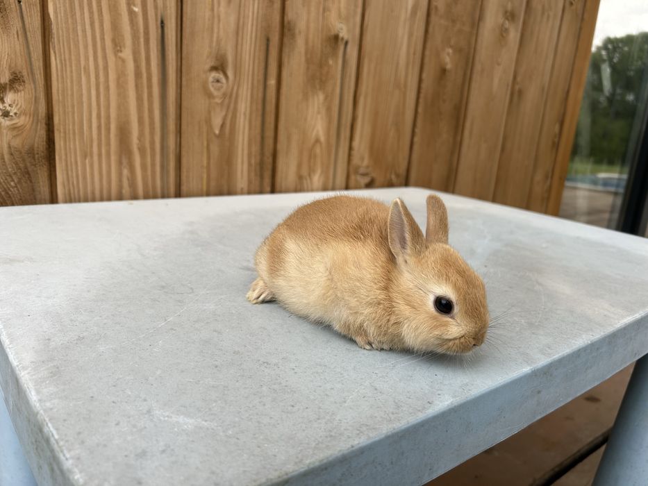 Królik karzełek miniaturka