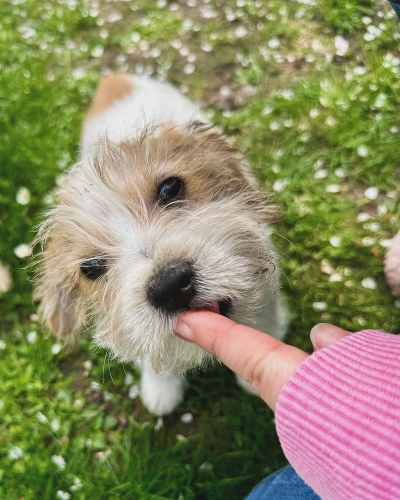 Piesek szorstkowłosy Jack Russell Terrier ZkwP FCI