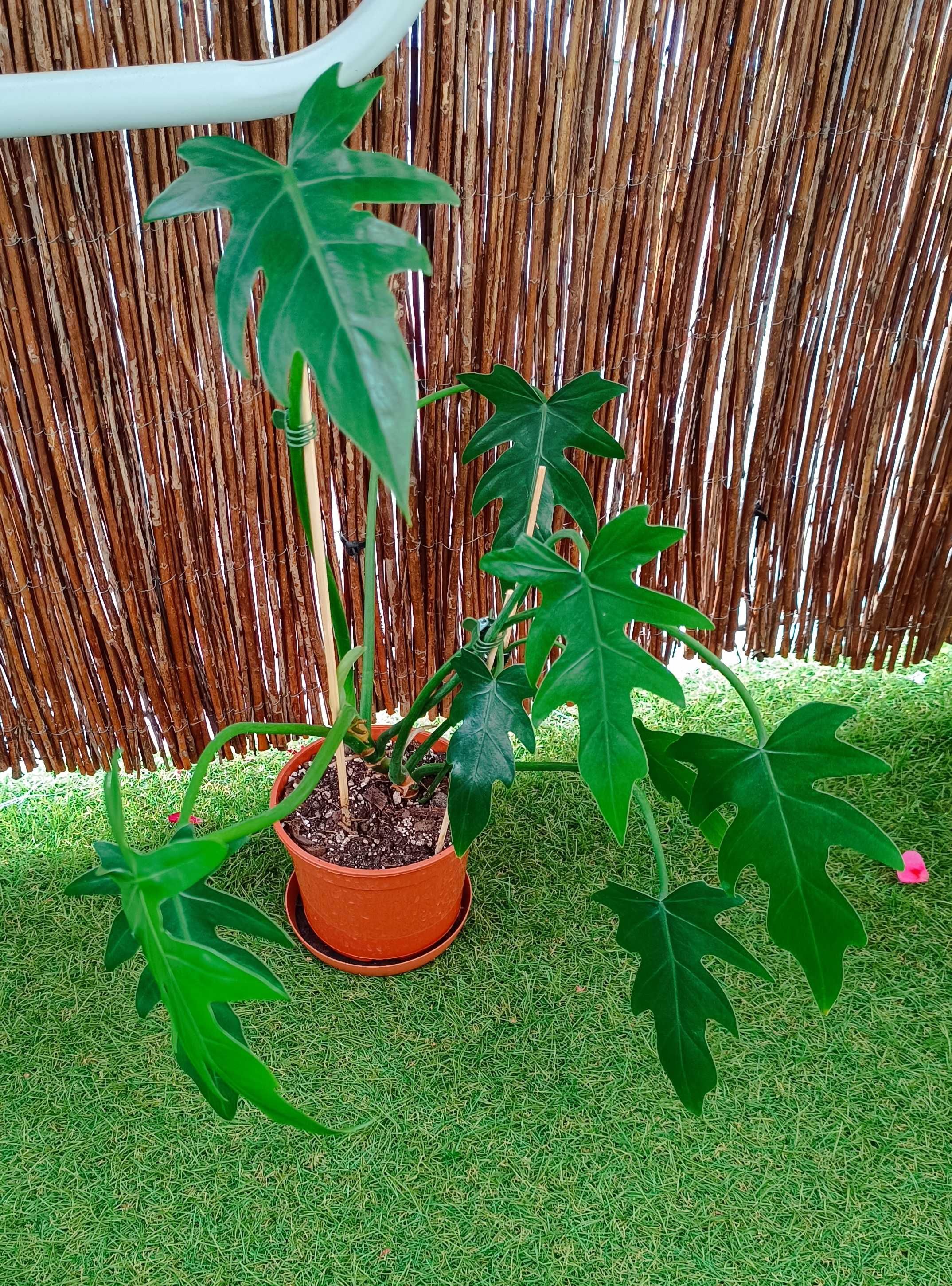 Philodendron radiatum filodendron ukorzeniony