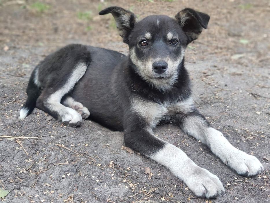 Стерилизованный щенок 4 месяца