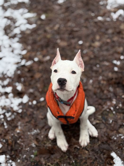 Перетримка та дресура  собак