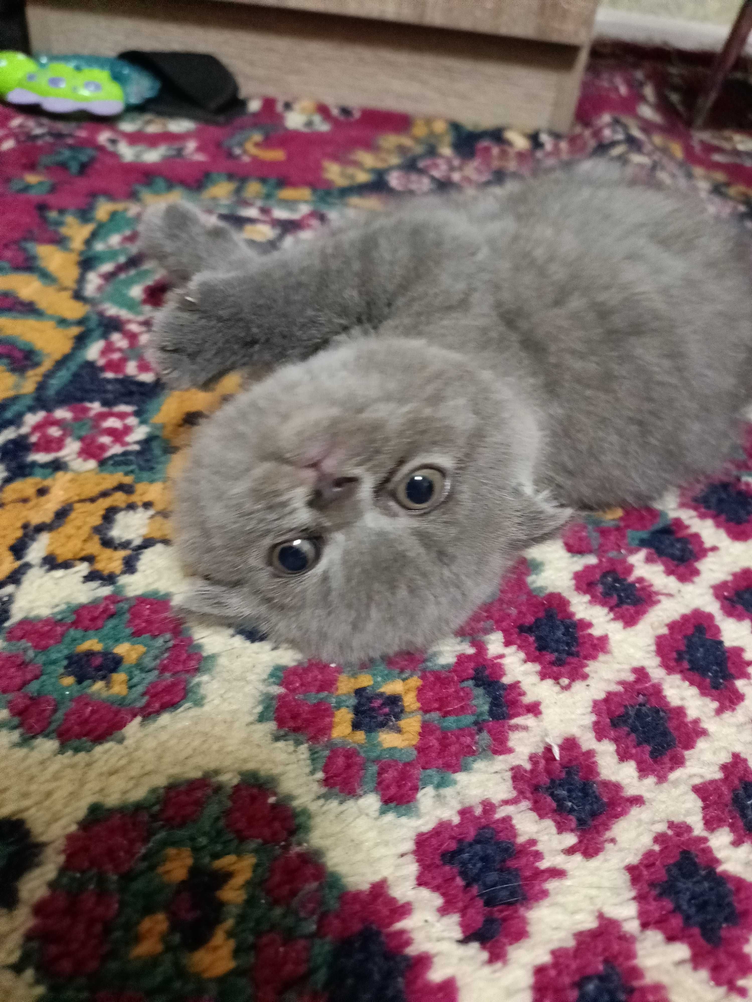 Британські кошенята