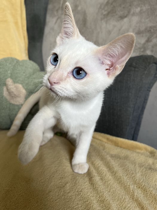 Kocurek tajski Geralt z legalnek hodowli