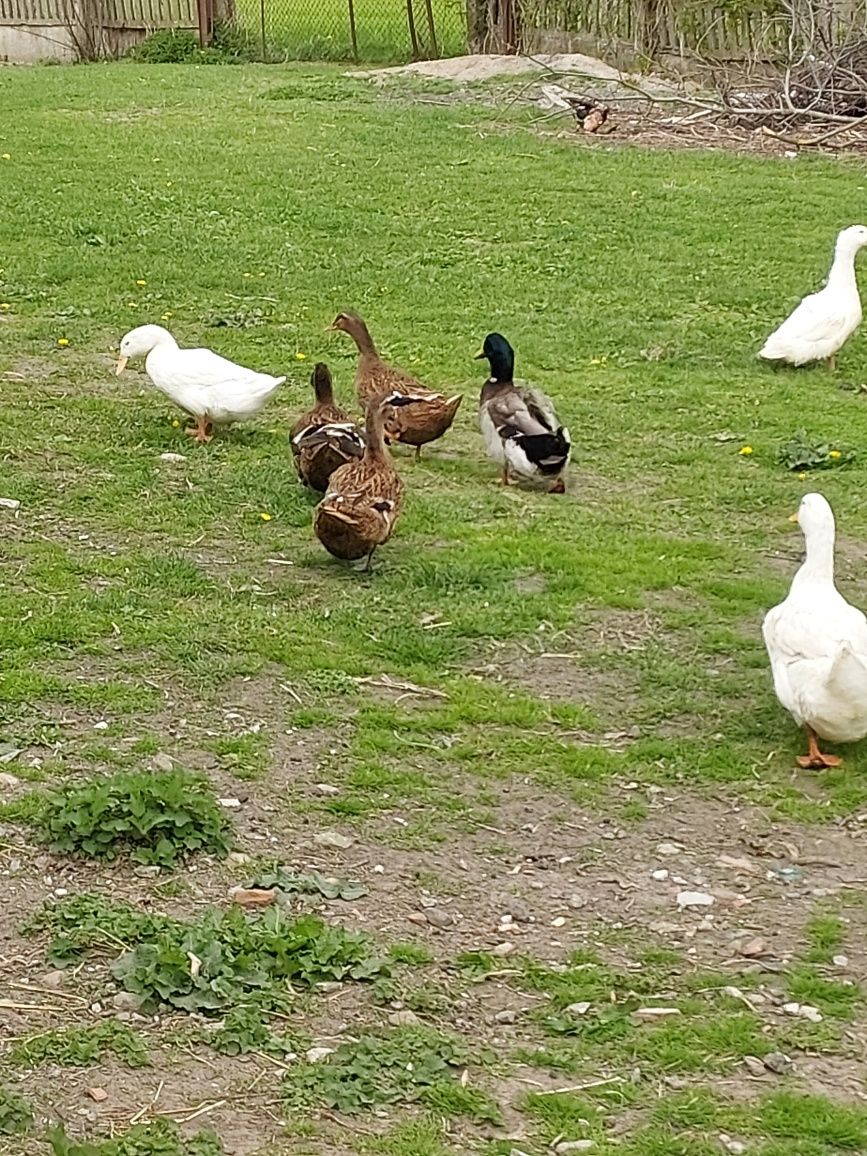 Sprzedam kaczki Staropolskie