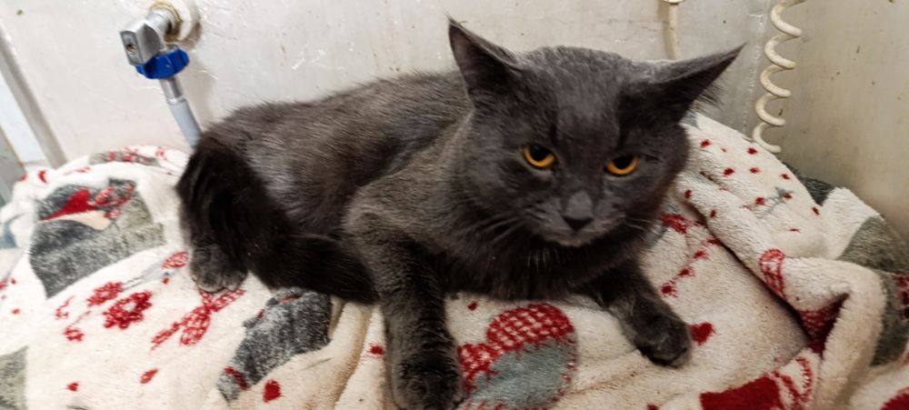 Британські коти страждають у притулку. І не тільки британці...