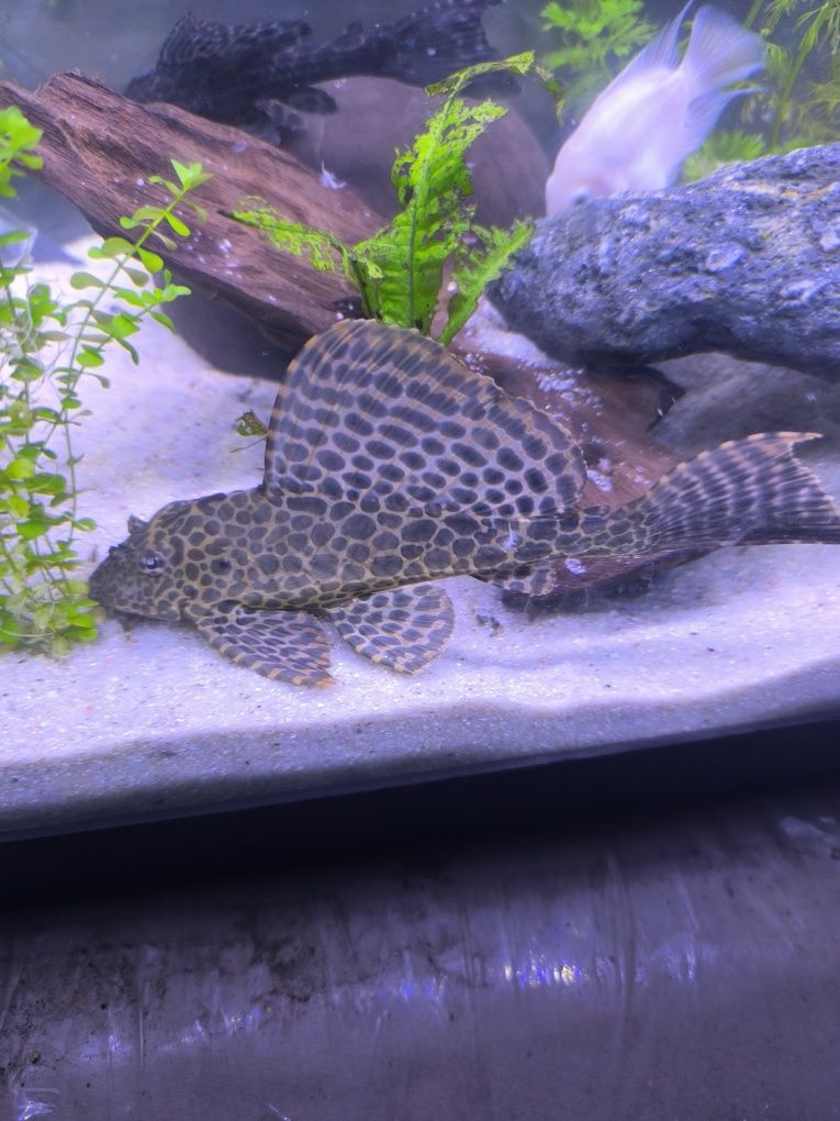 2Plecos 1 peixe gato rafael Ponte de Lima