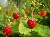 Poziomka Wysoka (Fragaria Moschata) 3 Sztuki