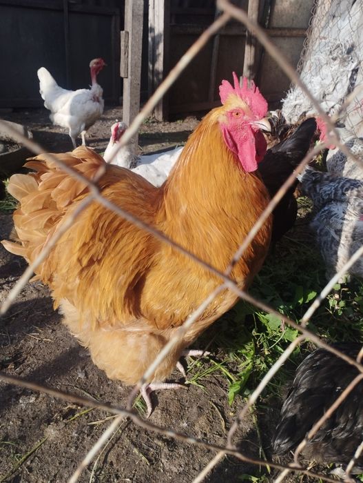 Петух Орпингтон 1 год.