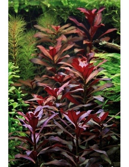 Roślina akwariowa Ludwigia glandulosa