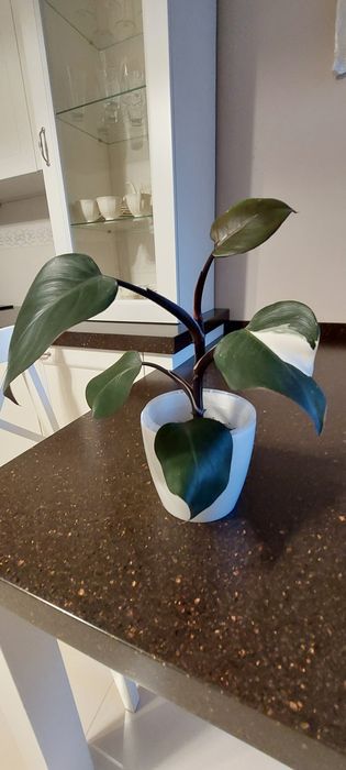 philodendron white princess