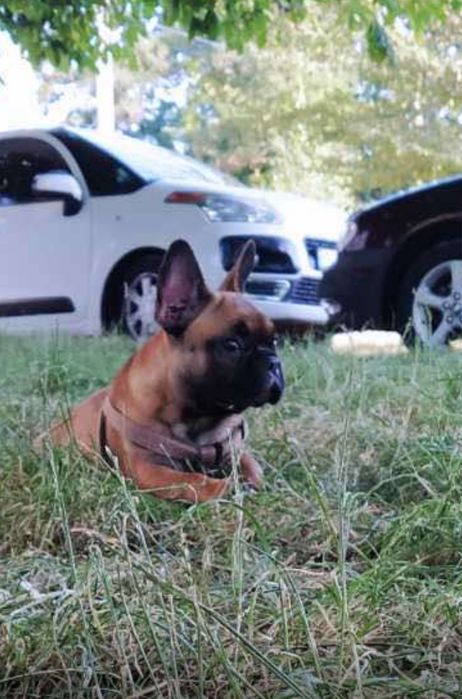 Французский бульдог вязка